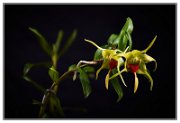 Dendrobium tobaense : orchidej, mendelu
